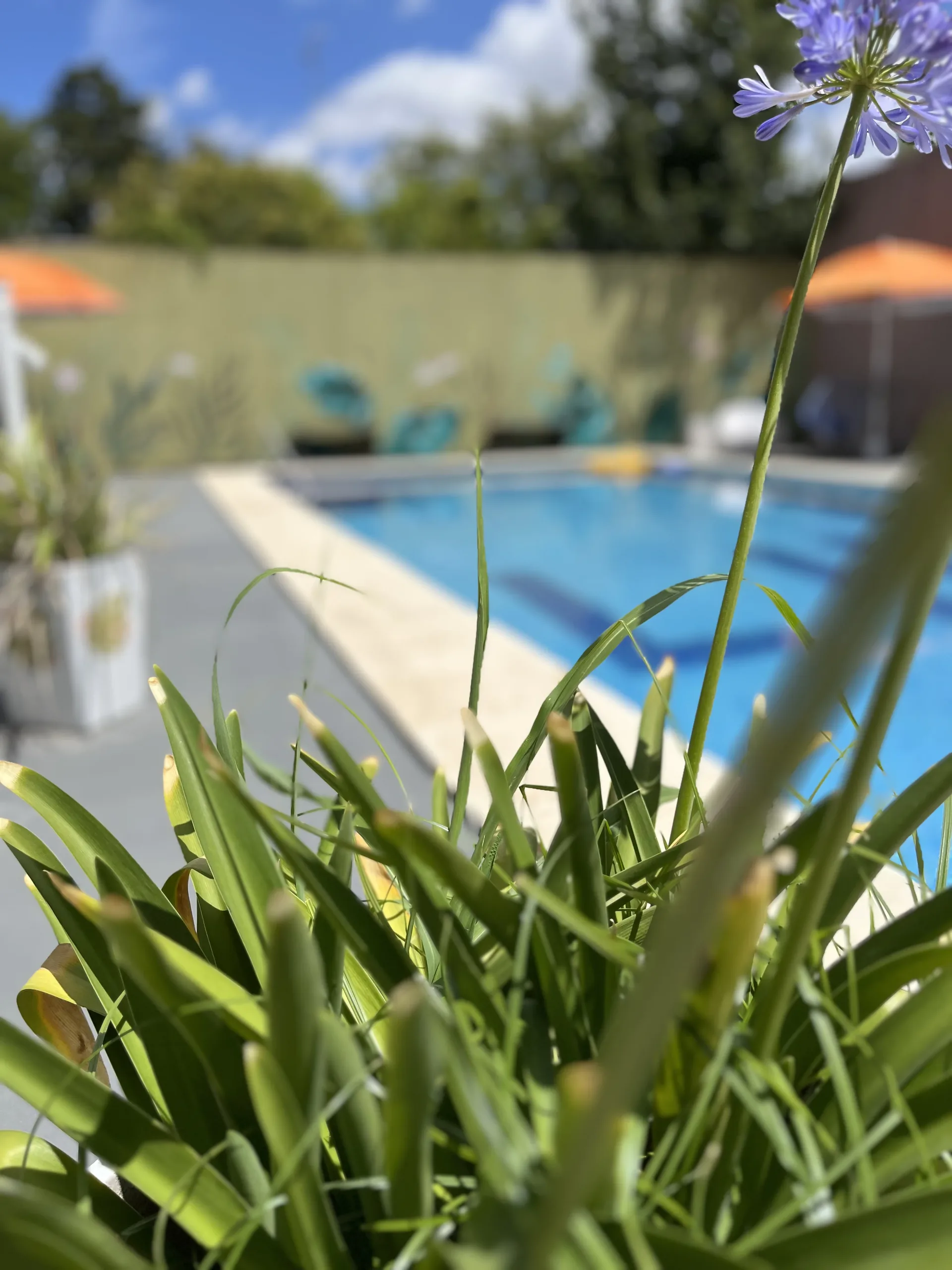 Piscina climatizada del complejo